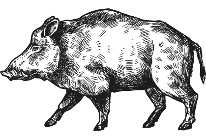Geïllustreerd zwijn